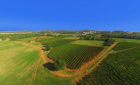 Aerial view of green vineyards and countryside landscape in Istria, Croatia